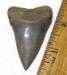 Lee Creek Mako Shark Tooth